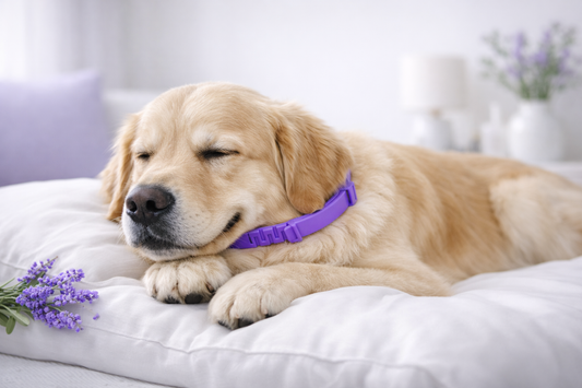 Perro golden durmiendo tranquilo con PawCalm